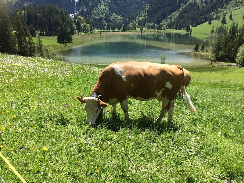 Ferienchalet Gstaad Cala sol